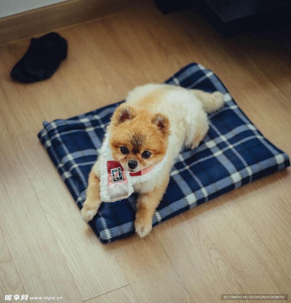 狗 