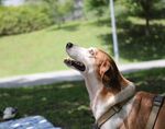 狗 