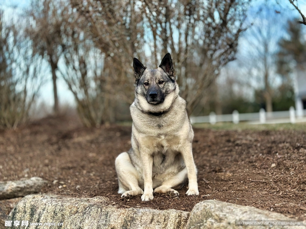 狗 