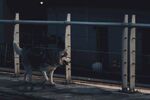 狗