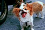 狗 
