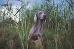 狗 