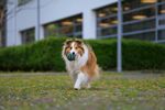狗 
