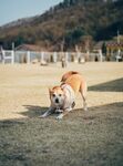 狗 