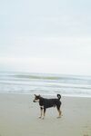 狗 