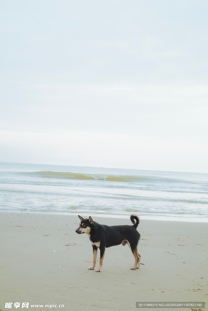 狗 