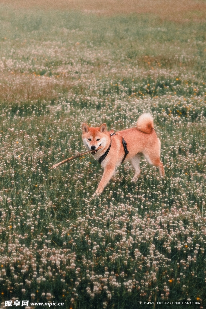 狗 