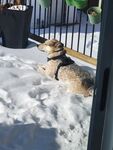 狗 