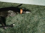 狗 