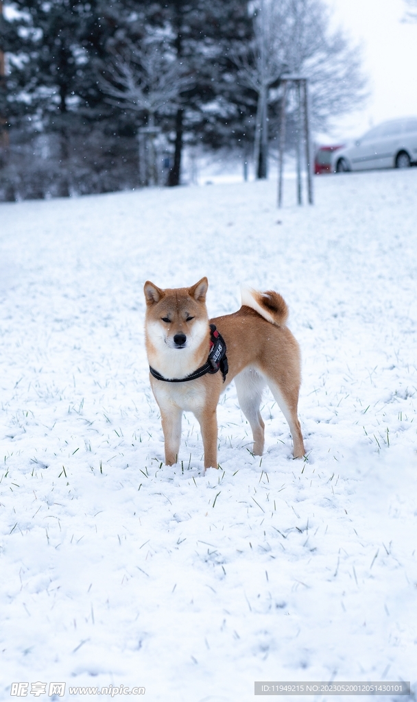 狗 