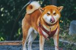 狗