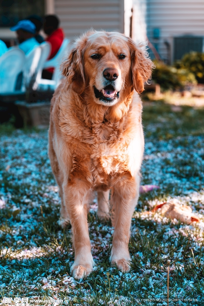 狗 