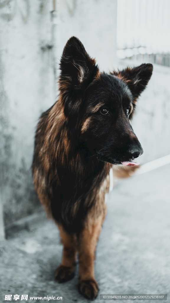 狗 