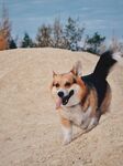 狗 