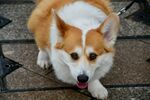 狗 
