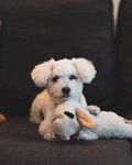 狗