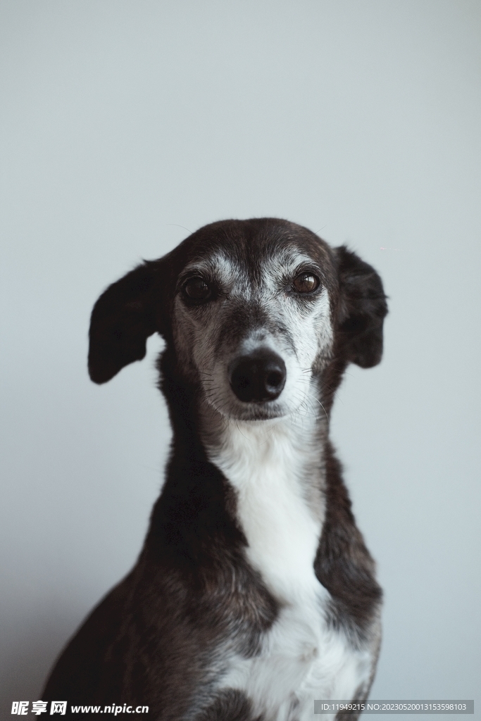 狗