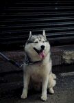 狗