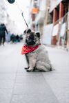 狗
