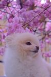 狗