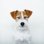 狗