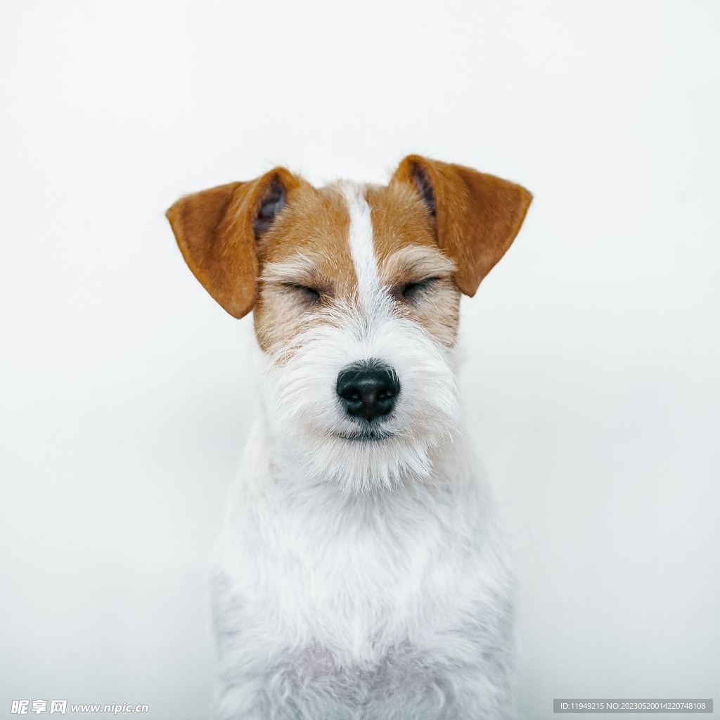 狗