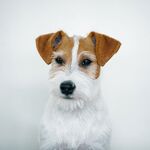 狗