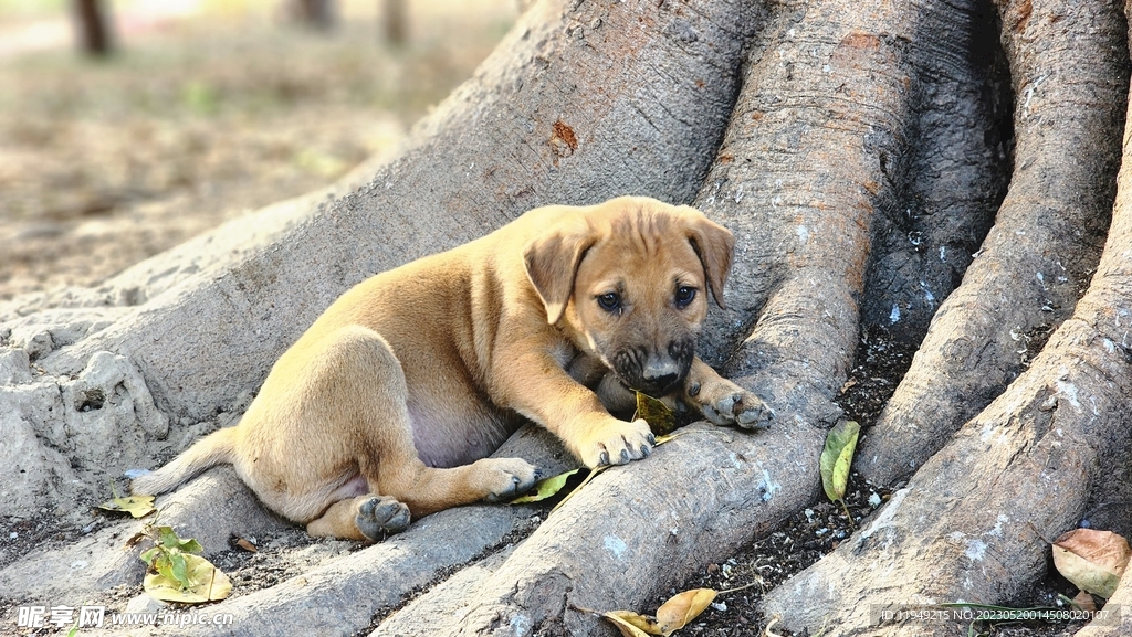 狗