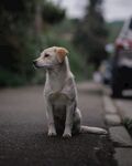 狗