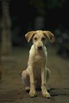 狗