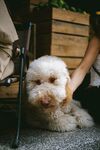 狗
