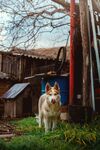 狗