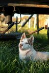 狗