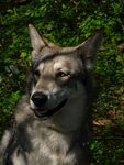 狗