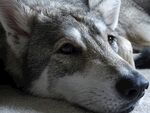 狗