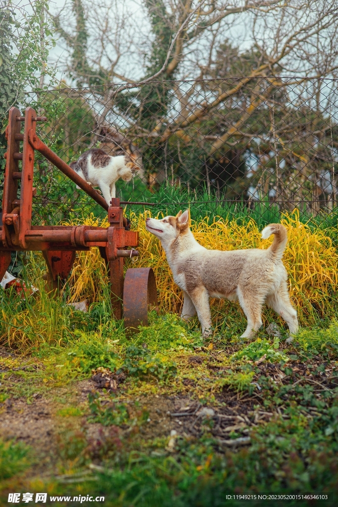 狗