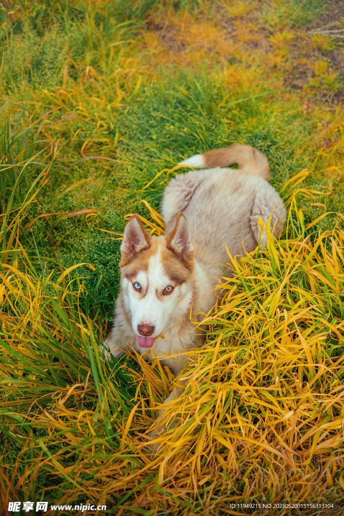 狗