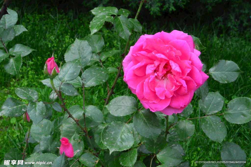 月季花