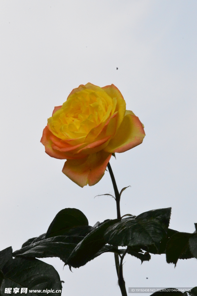 月季花 