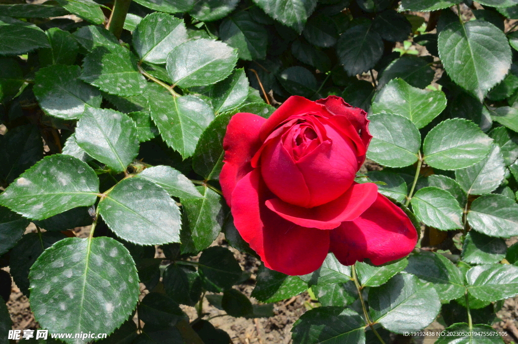月季花