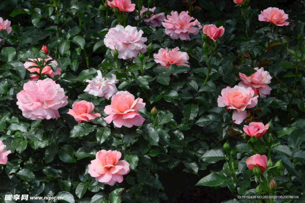 月季花
