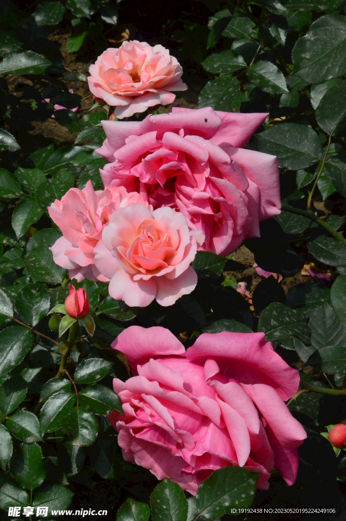 月季花 