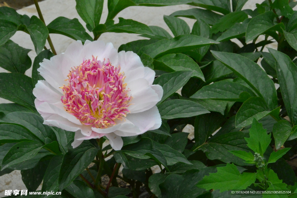 芍药花