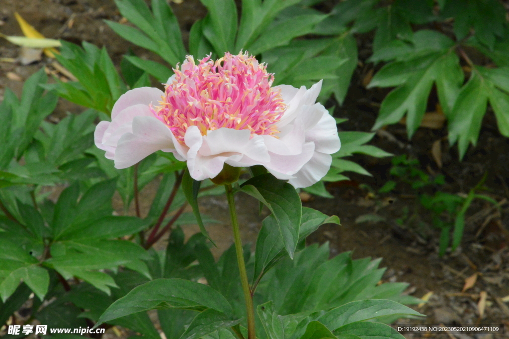 芍药花