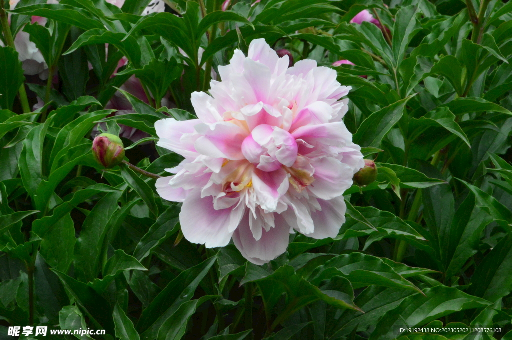 芍药花