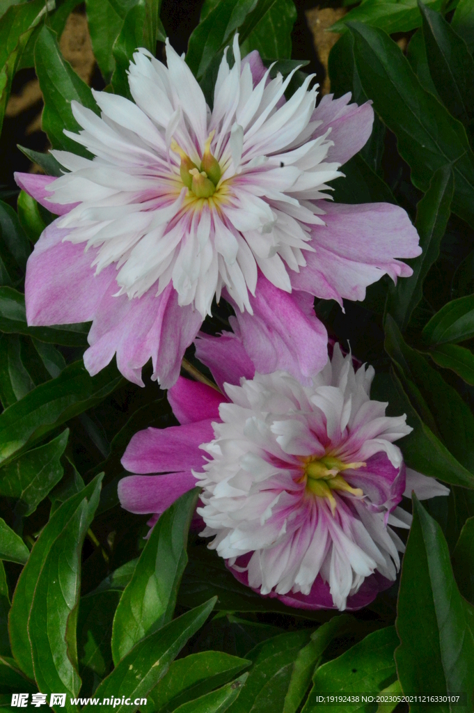 芍药花 