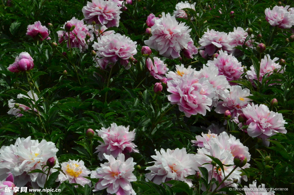 芍药花