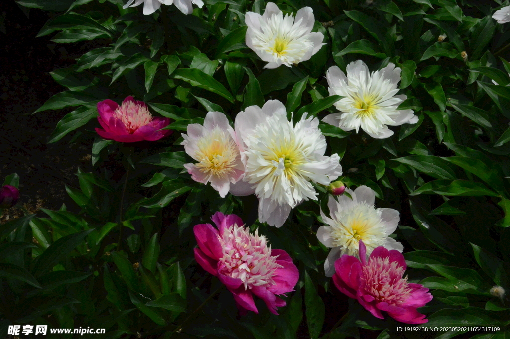 芍药花