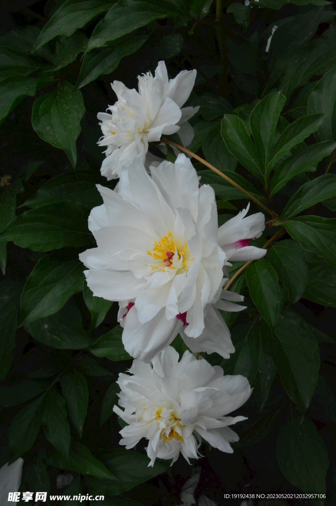芍药花
