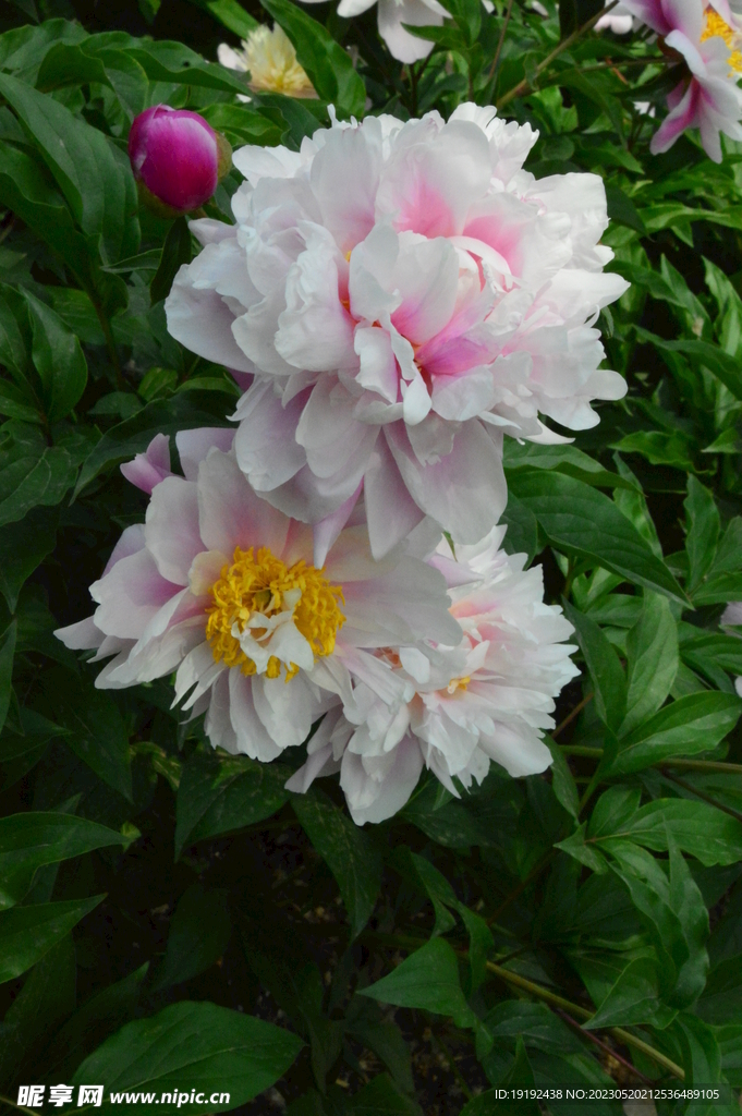 芍药花